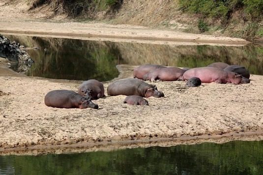 Marre aux Hippopotames 0